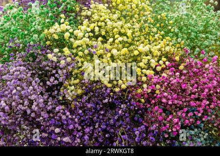 Gypsophila romantic bouquet, various color collection Stock Photo