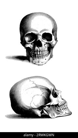 Skull Head Drawing Pic - Drawing Skill
