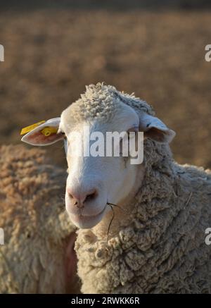 This sheep is eating something. it appears to be very happy and looks as if it is smiling. This is a farm sheep photographed in South Africa. Stock Photo