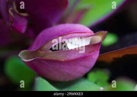 Blossoming Moses-in-the-cradle Plant Stock Photo