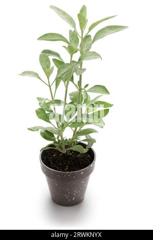 Potted white sage isolated on a white background. White sage is dried, bundled and used as smudging sticks. Stock Photo