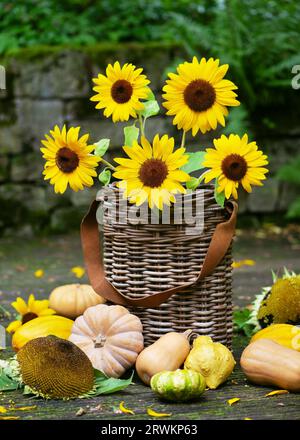 Autumn flower arrangement with yellow sunflowers in a rustic wicker basket and many different sort of pumpkins. Floristic or gardening concept. Stock Photo