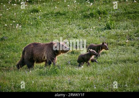 Grizzly bear sow with cubs, Ursus arctos horribilis, Yellowstone National Park, Wyoming, United States of America Stock Photo