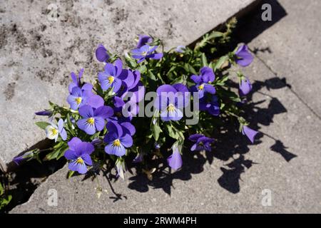 Pansy True Blue Cluster in Sunlight Landscape Orientation Stock Photo