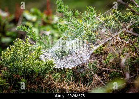 An intricate spiders web covered in water droplets, with a shallow depth of field Stock Photo