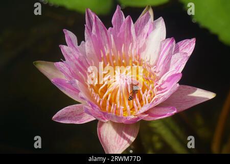 Closeup of Gorgeous Pink and White Patterned Water Lily with a Tiny Bee Collecting Nectar Stock Photo