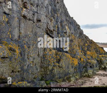 A rugged and rocky cliff face covered in yellow algae that slopes down to a sand shore at low tide at Roan head. Stock Photo