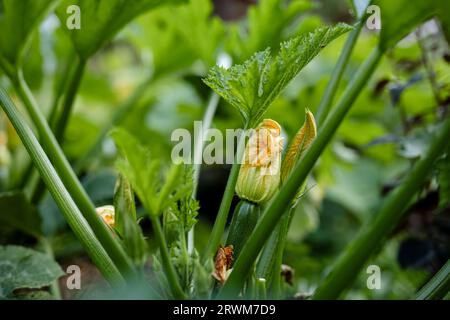 close-up image captures the exquisite beauty of a zucchini flower in its natural setting. The vibrant orange, yellow, and light green hues of the blos Stock Photo