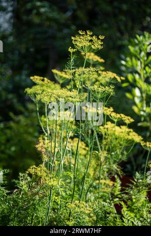 a magnificent and thriving dill plant (Anethum graveolens) in an outdoor setting. The vibrant, light green dill crowns stand out against a lush, dark Stock Photo