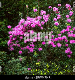 Rhodendrum davidsonianum flowering in a garden Stock Photo