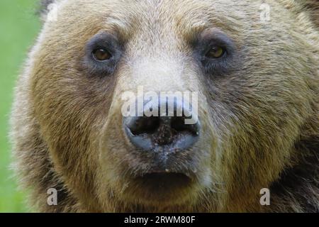 European Brown Bear - close up Ursus arctos arctos Carpathian Mountains, Romania MA004424 Stock Photo