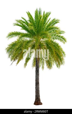 Big palm trees used in garden decoration on white background. Isolated Stock Photo
