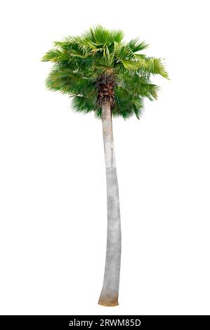Big palm trees used in garden decoration on white background. Isolated Stock Photo