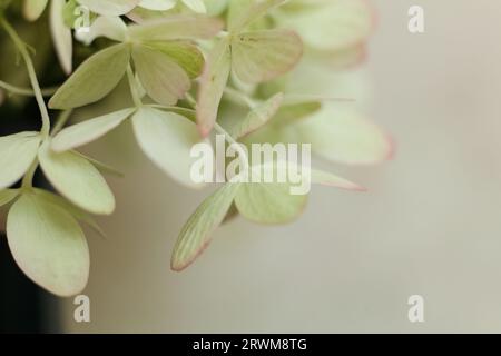 Hydrangea, hortensia flower selective focus macro Stock Photo