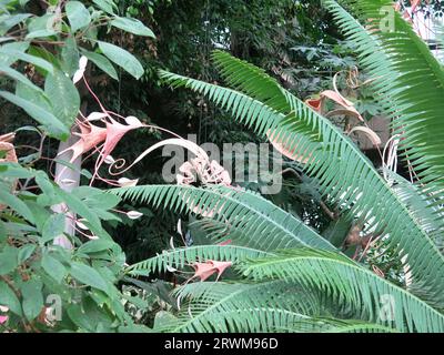 Suspended sculptures by Indian artist Ranjani Shettar in 'Cloud Songs on the Horizon' hanging above the exotic plants in the Barbican Conservatory. Stock Photo