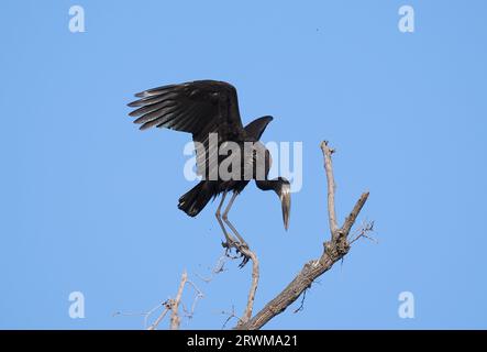 African openbills are a social species, being found in small flocks, in tress roosting or nesting. Stock Photo