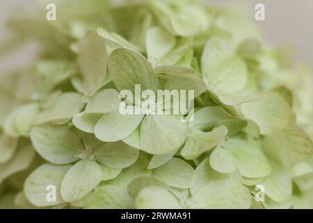 Hydrangea, hortensia flower selective focus macro Stock Photo