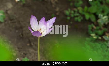 A small lily in nature Stock Photo