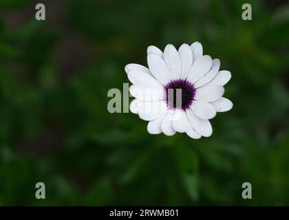 Osteospermum fruticosum, white flower with dark purple center, close up Stock Photo