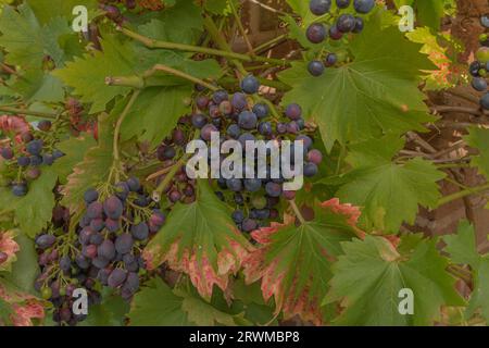 Black grapes ripening ready for the harvest and vine leaves beginning to change colour Stock Photo