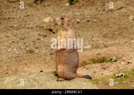 An adorable ground squirrel stands upright on its hind legs with its front paws raised. Stock Photo
