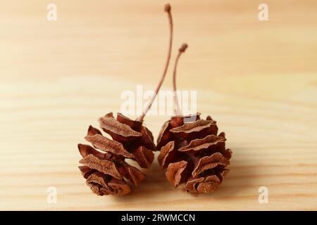 Closeup of a Pair of dry natural tiny pine cones isolated on wooden Background Stock Photo