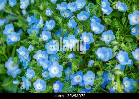 blooming beautiful Nemophila flower or Baby blue eyes. flowerbed background. Stock Photo