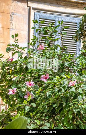 White Kauai rosemallow (Hibiscus waimeae) flower in Marsala town at Sicily, Italy, Europe. Stock Photo