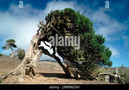 Spanien, ESP, Kanarische Inseln, El Hierro: windschiefer Wacholderbaum am westlichsten Punkt Europas | Spain, El Hierro island, crooked juniper tree at the westmost point of europe Stock Photo