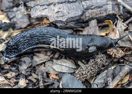 Black keel back slug, ashy-grey slug, ash-black slug (Limax cinereoniger), woodls, Studland dunes, Dorset, UK Stock Photo