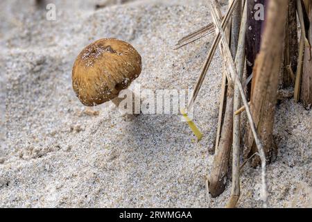Dune brittlestem, Psathyrella ammophila, with Marram grass,  Studland dunes, Dorset, UK Stock Photo