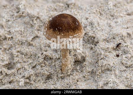 Dune brittlestem, Psathyrella ammophila, Studland dunes, Dorset, UK Stock Photo