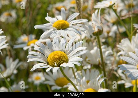 Ox-eye or oxeye daisies (Leucanthemum vulgare) flowering on a bright summer day in June. It is attractive to many pollinators in the garden, Berkshire Stock Photo