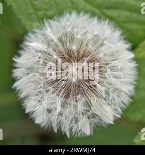 Seed head "clock" of a dandelion (Taraxacum officinale) white pappi terminating in fruits or capsulae distributed by wind, Berkshire, May Stock Photo