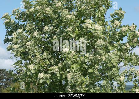 Whitebeam (Sorbus aria) tree with clusters of white flowers among young glaucous hairy leaves in spring, Berkshire, May Stock Photo