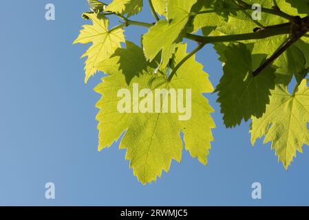 Young vine leaves (Vitis vinifera) in late spring backlit pale fresh green against blue sky on a garden grape  vine, Berkshire, May Stock Photo