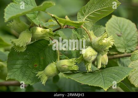 Young green hazel nuts or cob nuts (Corylus avellana) each fruit enclosed in a leafy involucre developing on a hazel bush in summer, Berkshire, July Stock Photo