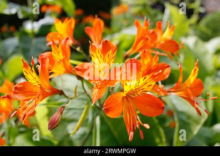 Pretty Peruvian Lilies in Perfect Summer Stock Photo