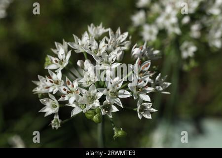 a close up of allium blossom in the summer garden Stock Photo