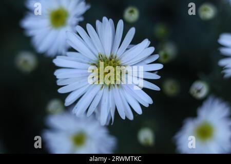 selective focus macro white bushy asters, Symphyotrichum dumosum in the summer garden Stock Photo