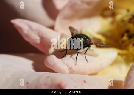 a close up of a bottle green fly on a rose petal Stock Photo