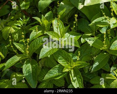 Flower spikes and foliage of the UK woodland understory coloniser, Mercurialis perennis, Dog's mercury Stock Photo