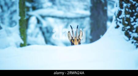 Mountain chamois in freezing weather in the snowy forest, the best photo. Stock Photo