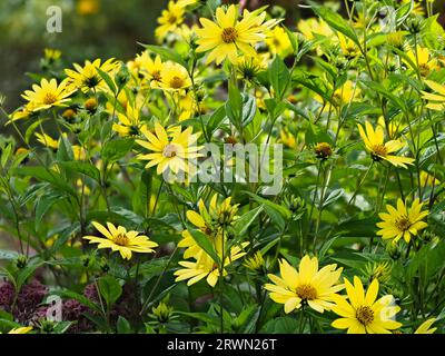 Lemon yellow flowers of the tall growing, late summer to early Autumn flowering perennial, Helianthus 'Lemon Queen' Stock Photo