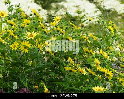 Lemon yellow flowers of the tall growing, late summer to early Autumn flowering perennial, Helianthus 'Lemon Queen' Stock Photo