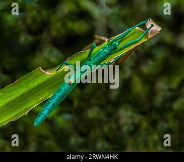 Peppermint Stick Insect - Megacrania batesii Stock Photo