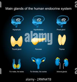 Glands of a human endocrine system. pituitary, pineal, adrenal glands, testicle, ovary, pancreas, thyroid, and thymus. Set icons with glowing effect. Stock Vector