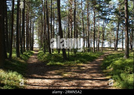Crossroads of two sandy roads in the forest. Pine forest by the Baltic Sea. Stock Photo