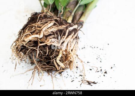 ZZ plant, Zamioculcas zamiifolia, roots. House plant Root system. Repotting house plant Stock Photo