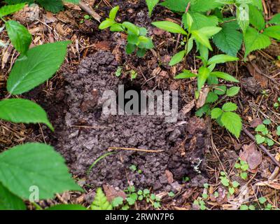 Small hole in land is wild animal. System of underground passages and holes. Stock Photo